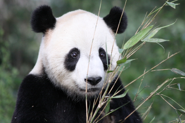 2010-10-05-Yaan-Bi-Feng-Xia-Base-of-CCRCGP-Leopard-Mountain-Tai-Shan-003-2