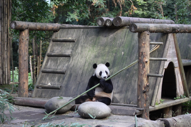 2010-10-05-Yaan-Bi-Feng-Xia-Base-of-CCRCGP-Leopard-Mountain-Tai-Shan-0111