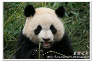 2009 born pandas in Chengdu