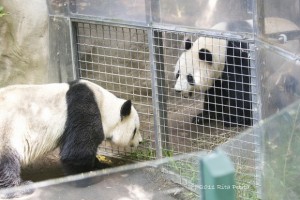 Gao Gao & Bai Yun mated again