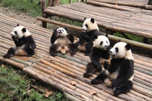Shu Yun & Ya Lin moved to Hangzhou Zoo