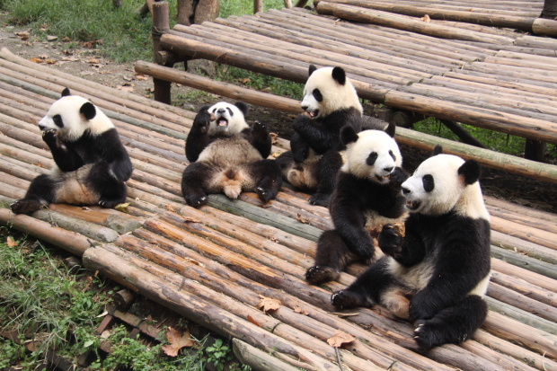 2010-09-23-CRBGPB-Cub-Enclosure-Shu-Yun-Ya-Lin-Shuang-Qing-Da-Mao-Yuan-Zi-012