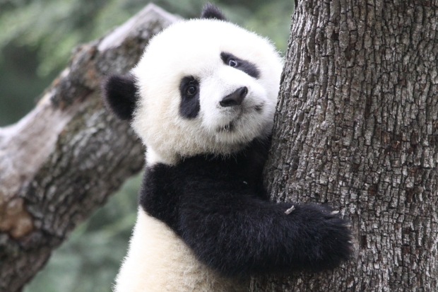 2011-04-30-Zoo-Madrid-Po-De-De-040