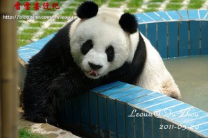 Lei Lei moved to Fuzhou Panda World