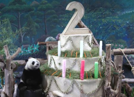 epa02753912 A female baby panda Lin Ping sits next to the birthday cake made of ice and soft drinks to celebrate turning two at Chiang Mai Zoo, Chiang Mai province, northern Thailand, 27 May 2011. China allowed Thailand to keep the cub and both its parent for two more years. The cub is born to giant pandas Chuang Chuang and Lin Hui, both on loan as well as the baby also officially belongs to China.  EPA/PONGMANAT TASIRI