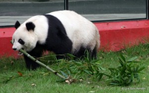 Mexican pandas to be artificially inseminated in 2012