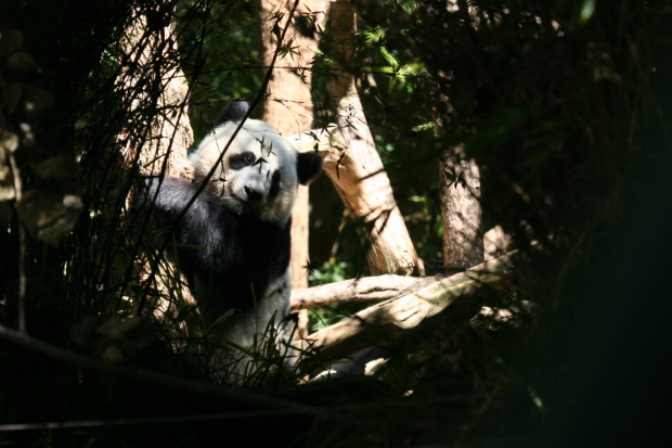 2007-10-09-San-Diego-Zoo-Su-Lin-029