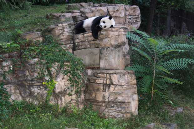 2009-09-27-National-Zoo-Mei-Xiang-009
