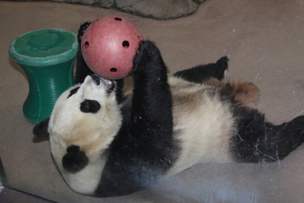 2009-09-27-National-Zoo-Mei-Xiang-023