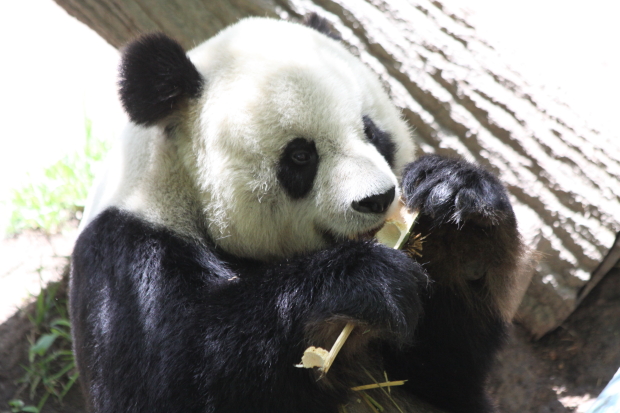 2011-06-01-San-Diego-Zoo-Gao-Gao-019