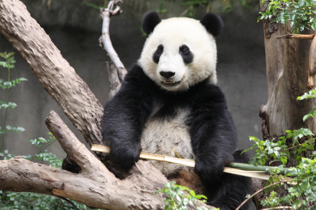 2011-06-01-San-Diego-Zoo-Yun-Zi-003