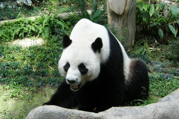 2007-08-05-Chiang-Mai-Zoo-018-620x413