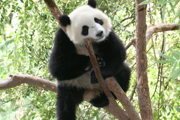 2007-10-05-San-Diego-Zoo-Su-Lin-011