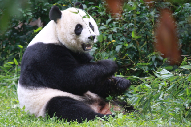 2009-09-27-National-Zoo-Mei-Xiang-018