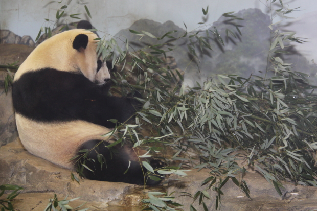 2009-09-27-National-Zoo-Mei-Xiang-024