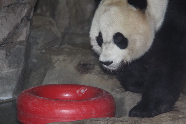 2009-09-28-National-Zoo-Mei-Xiang-006