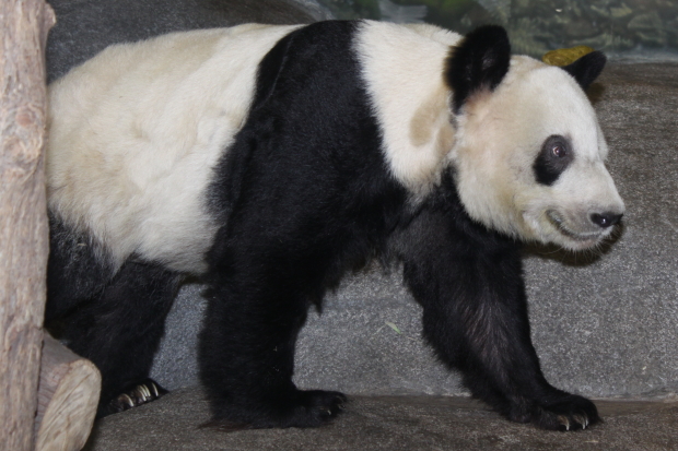 2009-10-09-Memphis-Zoo-Ya-Ya-015