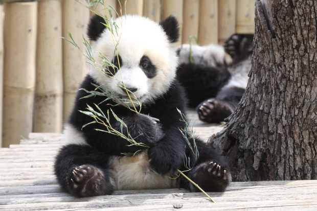 2011-04-29-Zoo-Madrid-Po-De-De-045