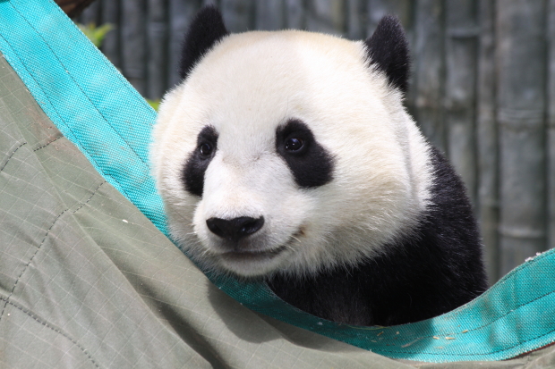 2011-06-01-San-Diego-Zoo-Yun-Zi-015