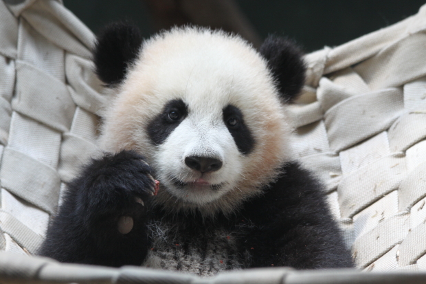 2011-06-11-Zoo-Atlanta-Lun-Lun-Po-009-2