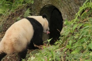 Su Lin's cub is a boy