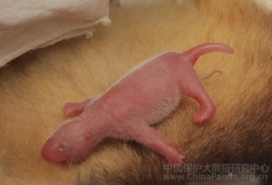 Xi Xi gives birth at Hetaoping