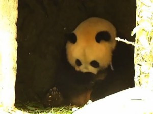 Su Lin taking care of one of Xi Xi's cubs