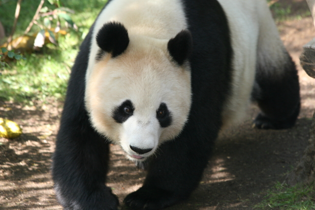 2009-01-05-San-Diego-Zoo-Bai-Yun-Zhen-Zhen-031-3