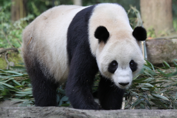 2010-10-05-Yaan-Bi-Feng-Xia-Base-of-CCRCGP-Leopard-Mountain-Tai-Shan-026