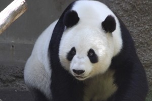 San Diego's Panda Questions...