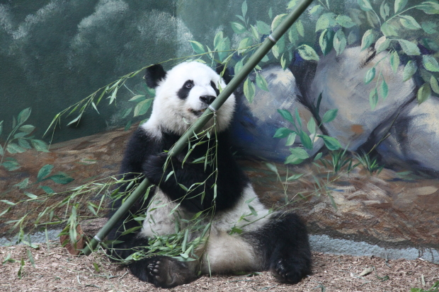 2011-06-09-Zoo-Atlanta-Xi-Lan-007