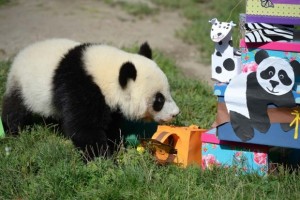 Fu Hu celebrates first birthday