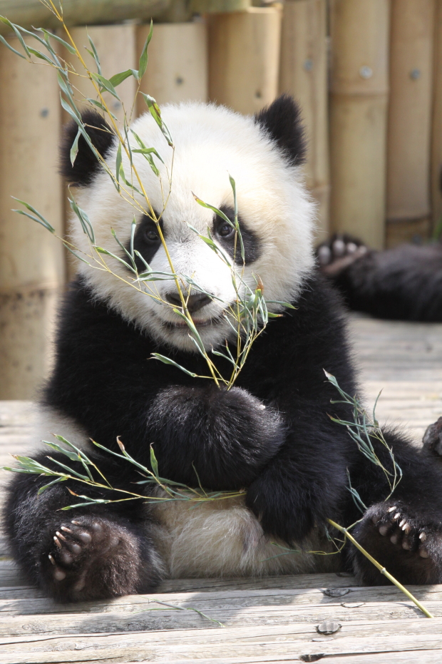 2011-04-29-Zoo-Madrid-Po-De-De-0471