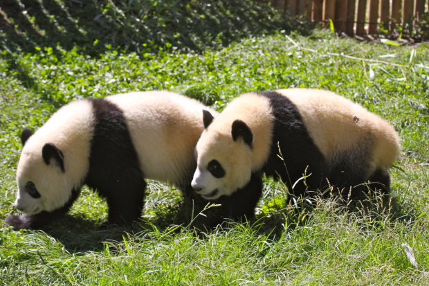 2011-09-07-Zoo-Madrid-Po-De-De-054