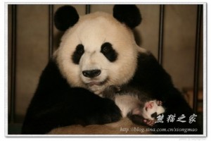 Li Li & her cub Ai Li