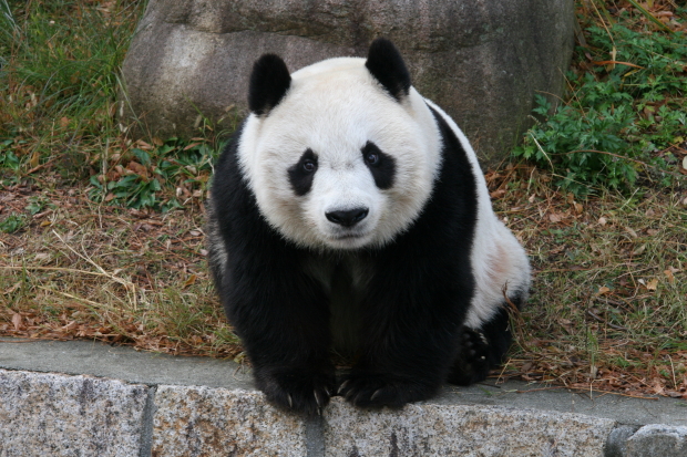 2007-12-13-Kobe-Oji-Zoo-Tan-Tan-033