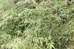 Adelaide's Bamboo Appeal
