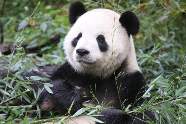 2009-09-27-National-Zoo-Tian-Tian-014