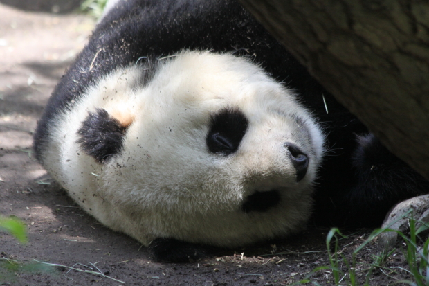 2011-05-30-San-Diego-Zoo-Gao-Gao-004