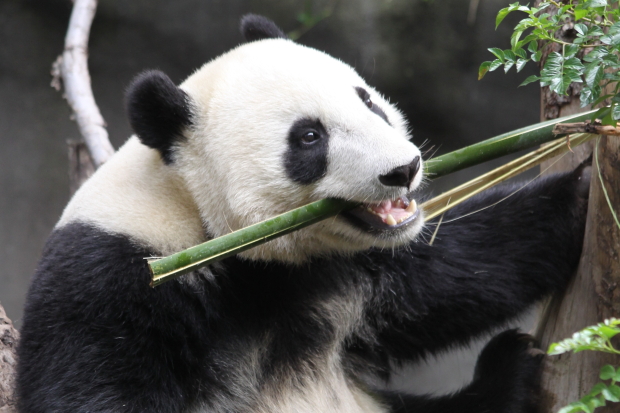 2011-06-01-San-Diego-Zoo-Yun-Zi-008