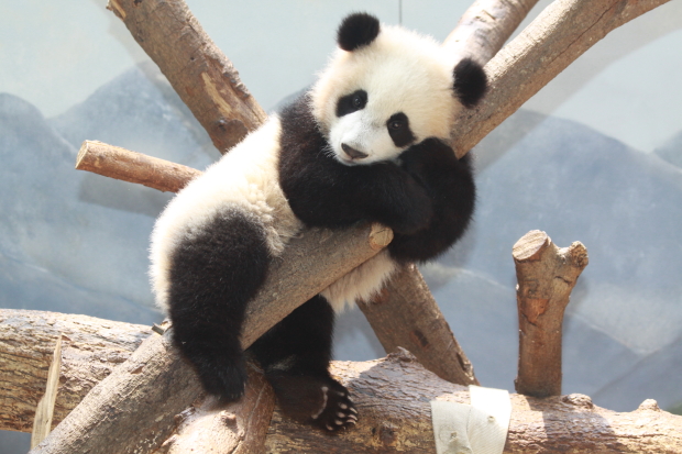 2011-06-09-Zoo-Atlanta-Lun-Lun-Po-021