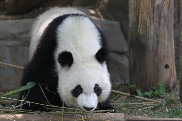 2011-06-11-Zoo-Atlanta-Xi-Lan-014