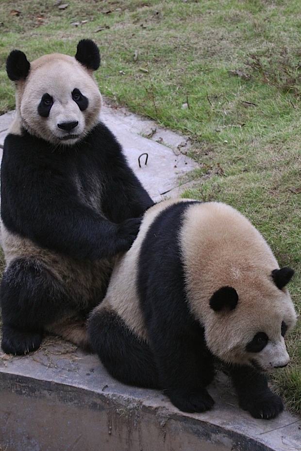 2011-11-07-Changsha-Ecological-Zoo-Bei-Bei-Da-Mao-049