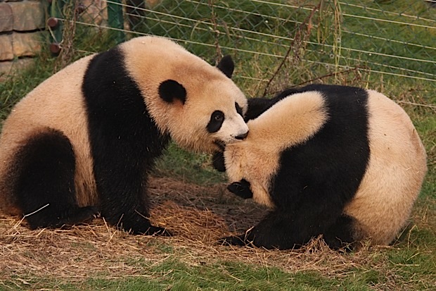 2011-11-10-Changsha-Ecological-Zoo-Bei-Bei-Da-Mao-040
