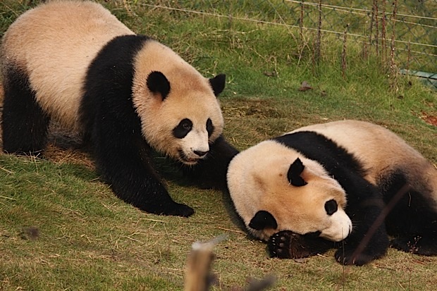 2011-11-10-Changsha-Ecological-Zoo-Bei-Bei-Da-Mao-042