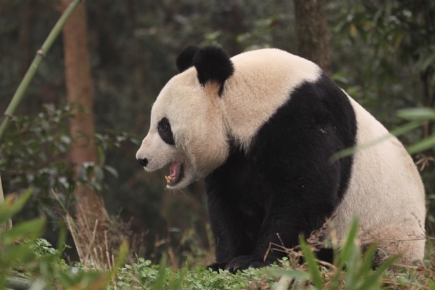 2011-11-20-Yaan-Bi-Feng-Xia-Base-of-CCRCGP-White-Bear-Ground-Quarantine-Area-Tian-Tian-013