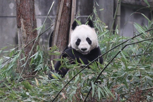 2011-11-20-Yaan-Bi-Feng-Xia-Base-of-CCRCGP-White-Bear-Ground-Quarantine-Area-Tian-Tian-025