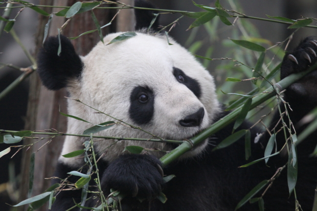 2011-11-20-Yaan-Bi-Feng-Xia-Base-of-CCRCGP-White-Bear-Ground-Quarantine-Area-Tian-Tian-031-3