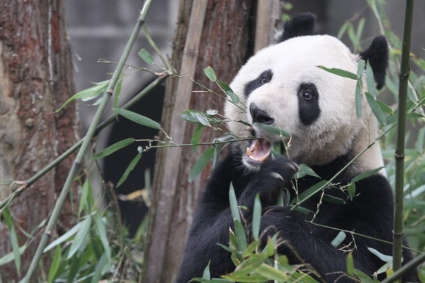 2011-11-20-Yaan-Bi-Feng-Xia-Base-of-CCRCGP-White-Bear-Ground-Quarantine-Area-Tian-Tian-035