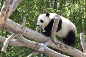 Yun Zi: Burst of Energy